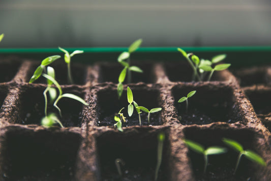 So You Want to Learn How to Compost?