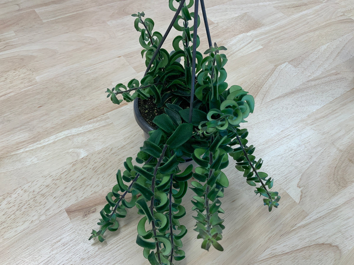 Hanging House Plants