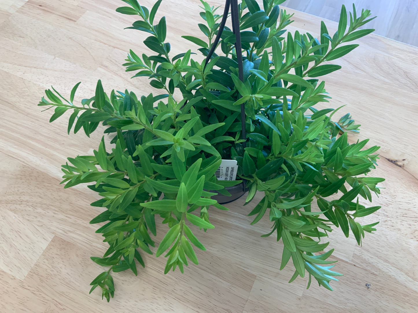 Hanging House Plants
