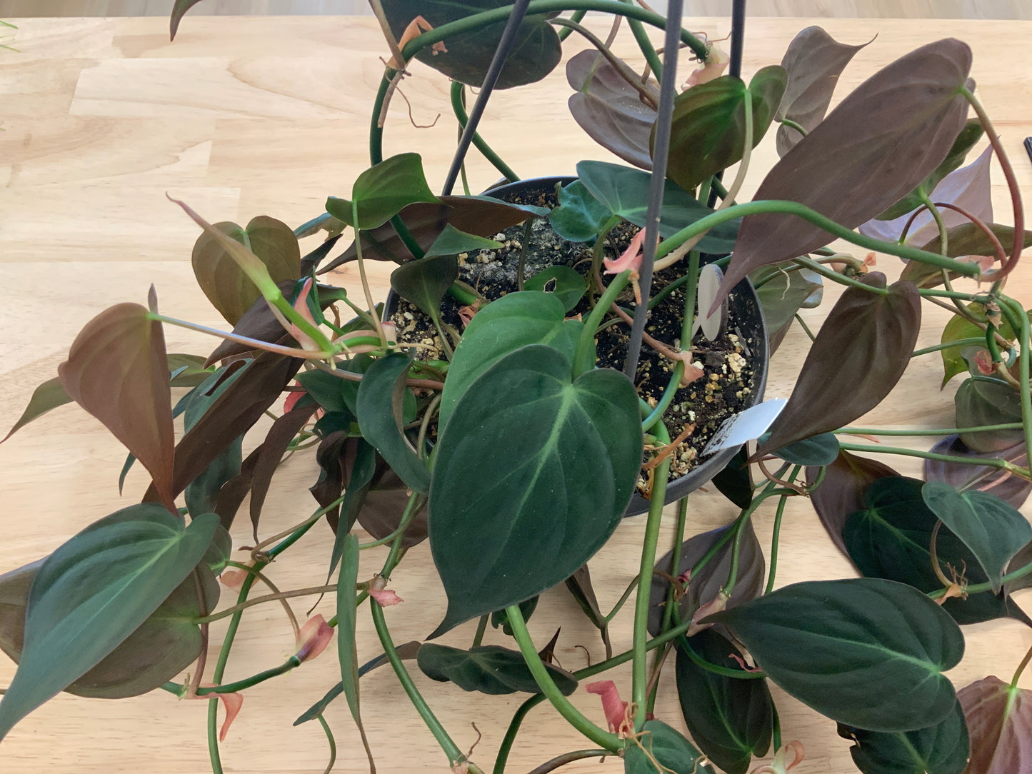 Hanging House Plants
