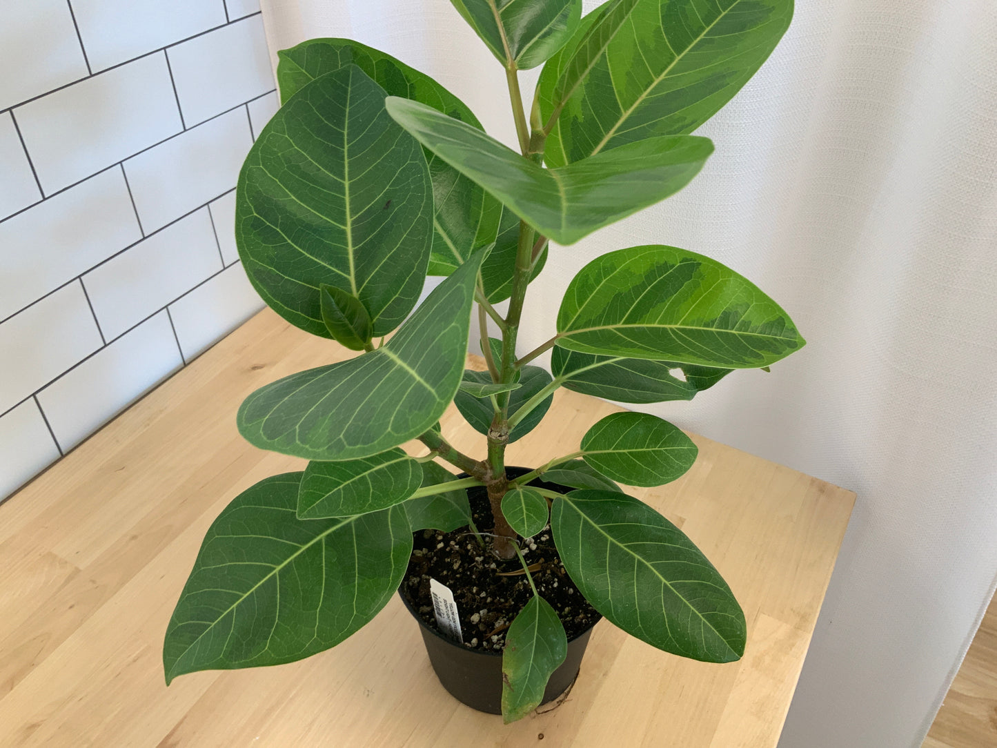 Potted House Plants | 6" Pot