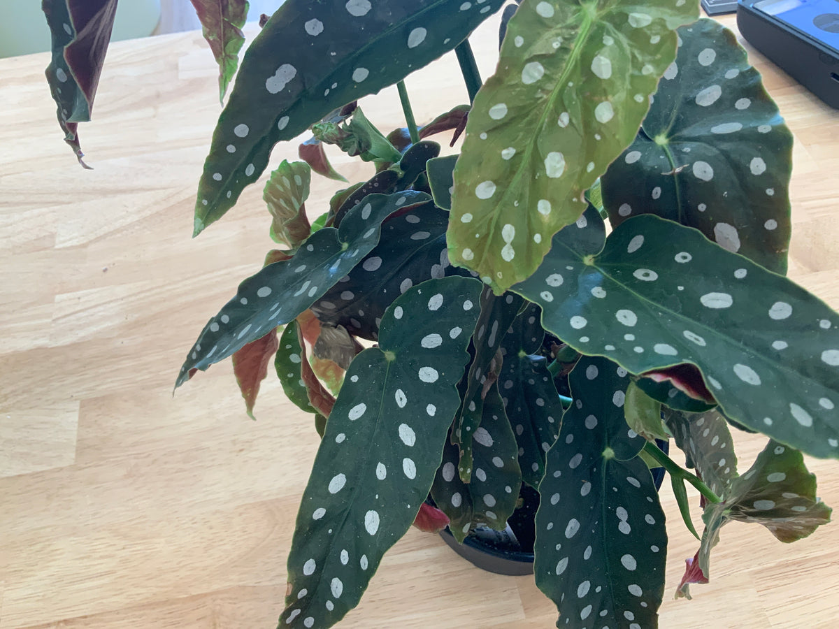 Potted House Plants | 6" Pot