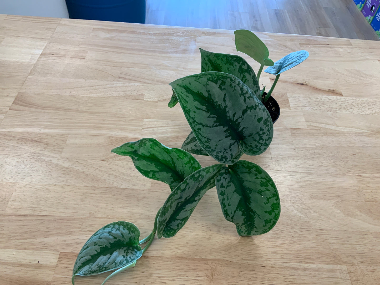 Potted House Plants | 4" Pot