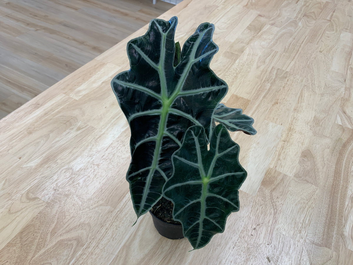 Potted House Plants | 4" Pot
