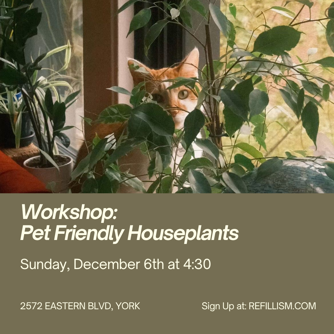 12/6 - Pet Friendly Houseplants