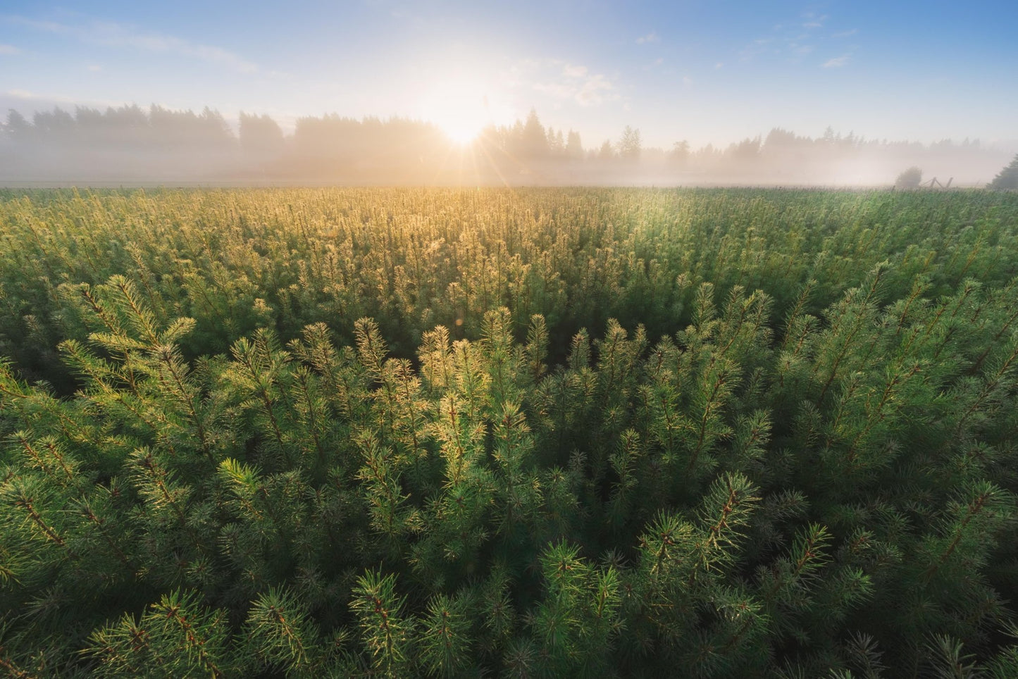 Carbon Neutral Shipping -