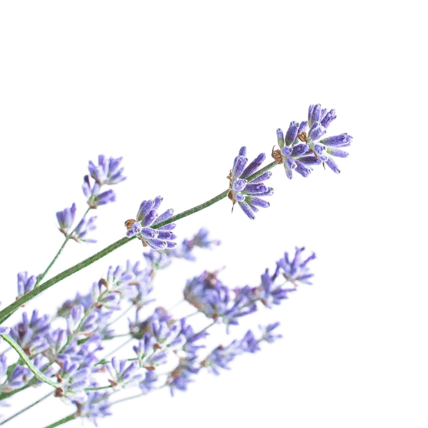 Room Spray | Lavender | Refill | 16oz Pouch - Home & Cleaning