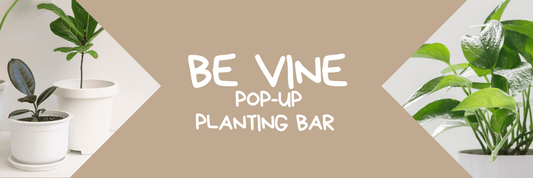 Be Vine Pop-Up Planting Bar - Refillism