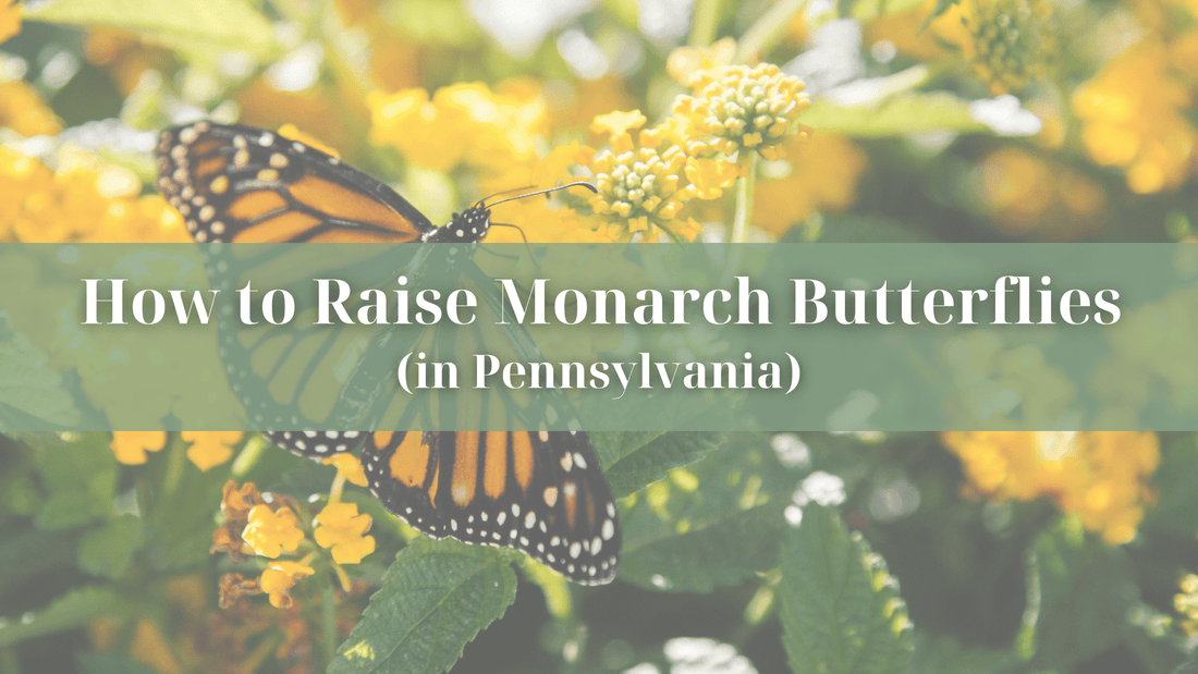 How to Raise Monarch Butterflies (in Pennsylvania) - Refillism