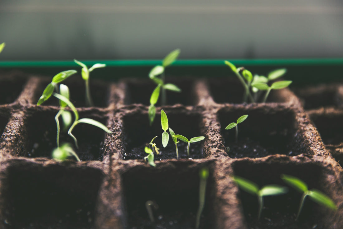 So You Want to Learn How to Compost?