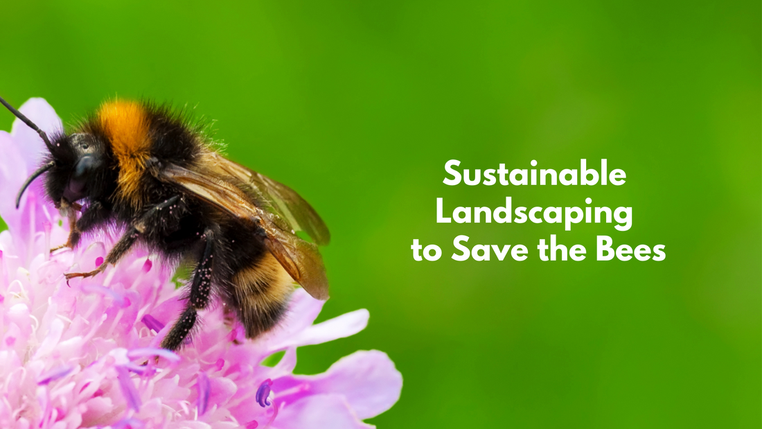Sustainable Landscaping to Save the Bees