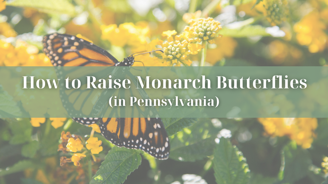 How to Raise Monarch Butterflies (in Pennsylvania)