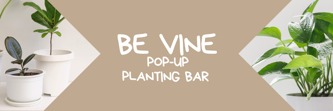 Be Vine Pop-Up Planting Bar