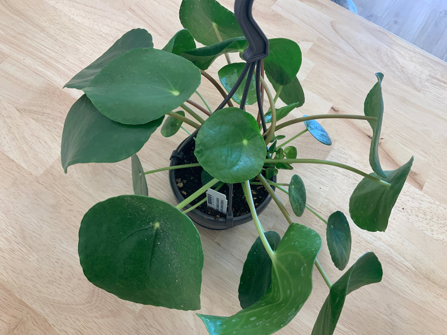 Plants