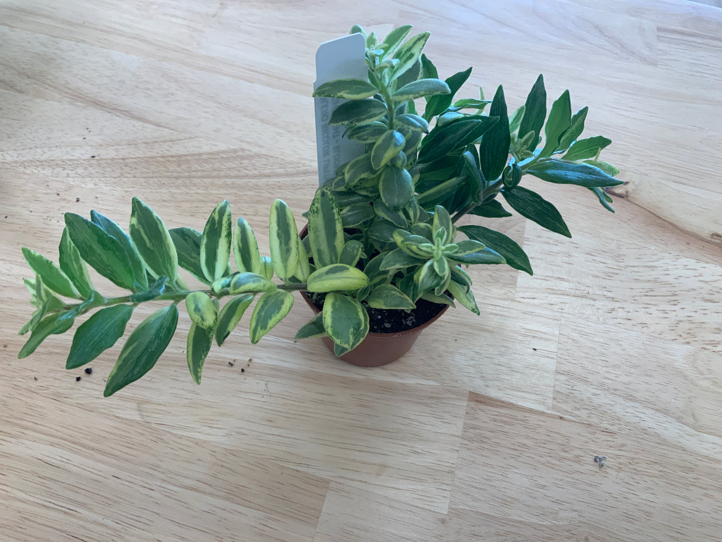 Potted House Plants | 2.5" Pot