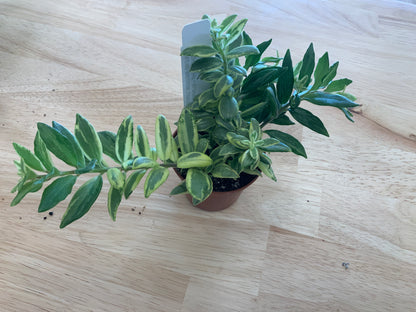 Potted House Plants | 2.5" Pot