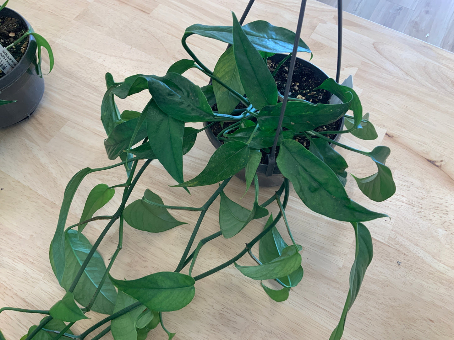 Hanging House Plants