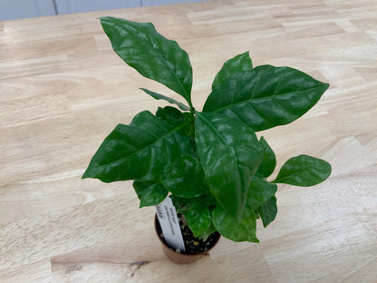 Potted House Plants | 2.5" Pot