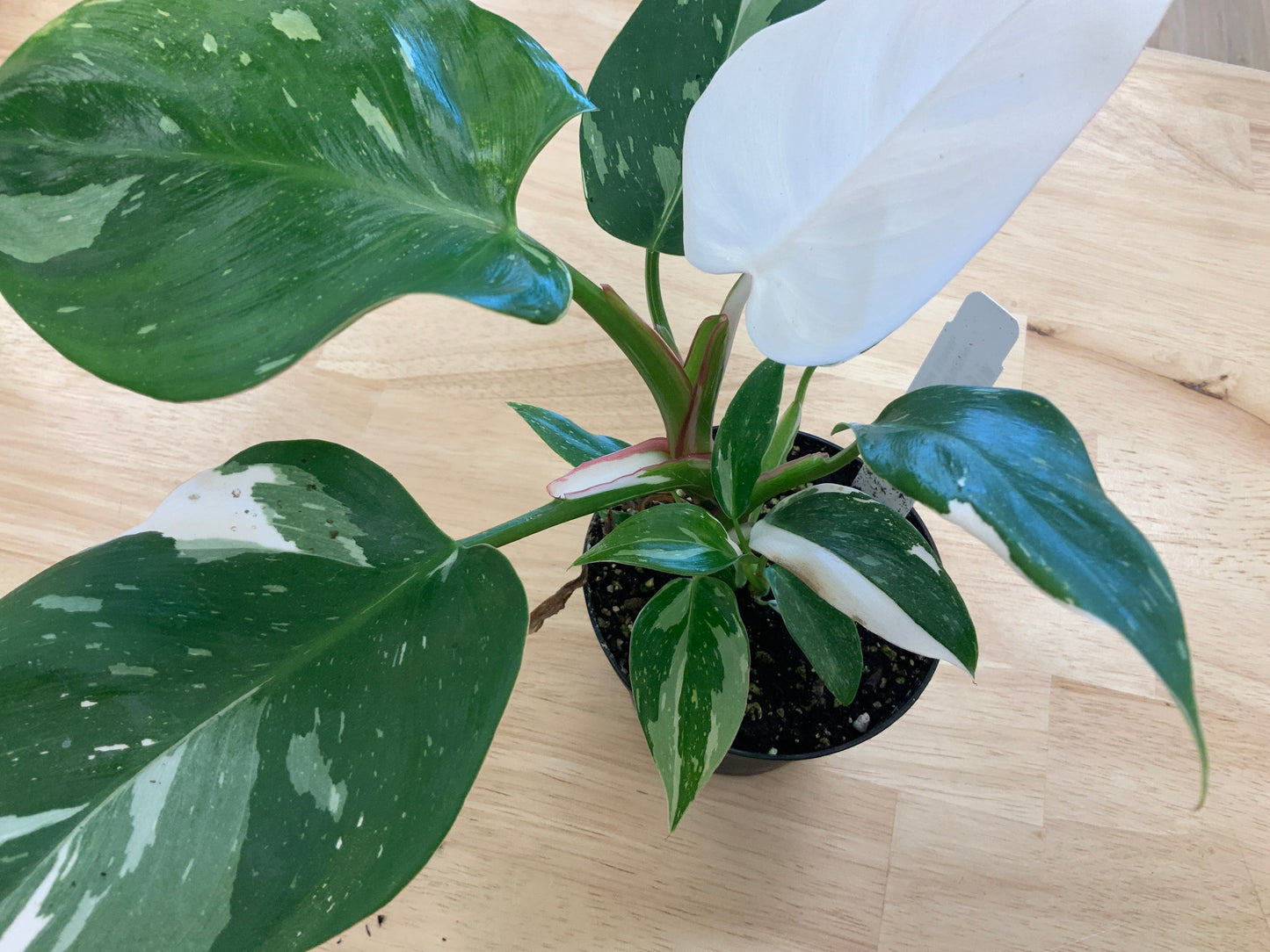 Potted House Plants | 4" Pot