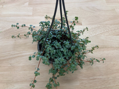 Hanging House Plants