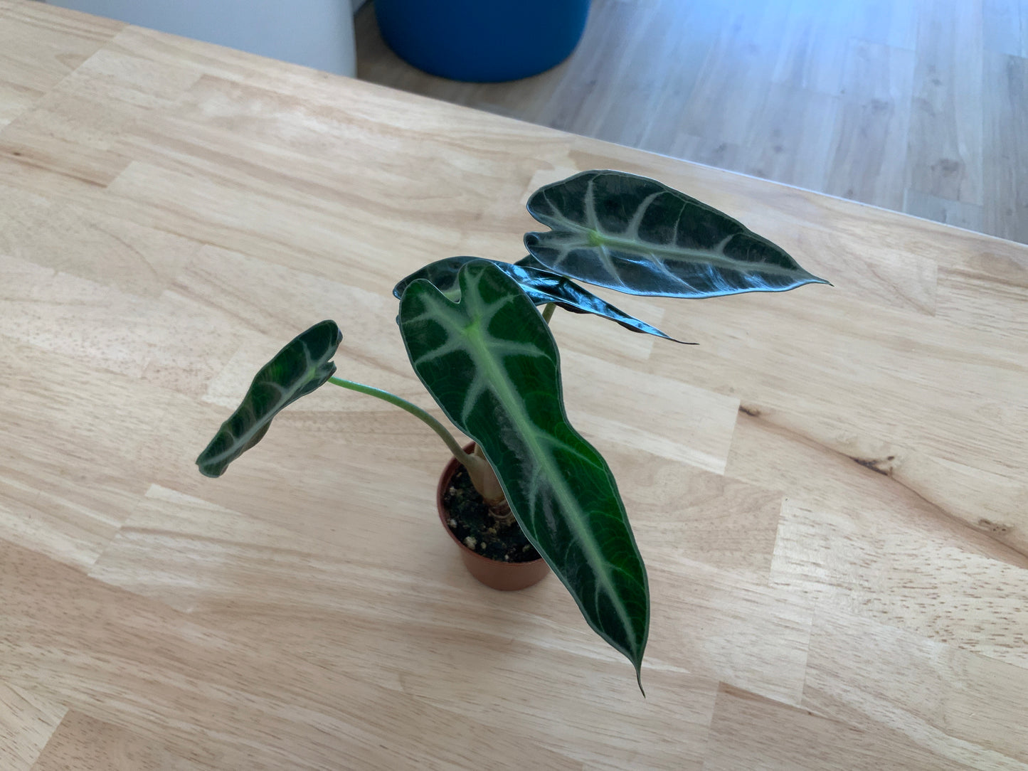 Potted House Plants | 2.5" Pot