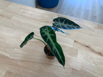 Potted House Plants | 2.5" Pot