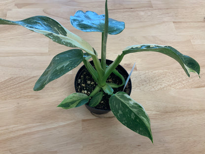 Potted House Plants | 4" Pot