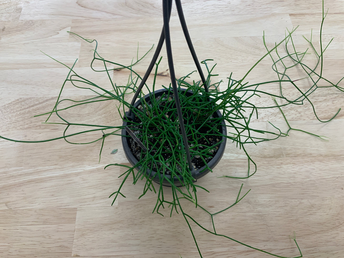 Hanging House Plants