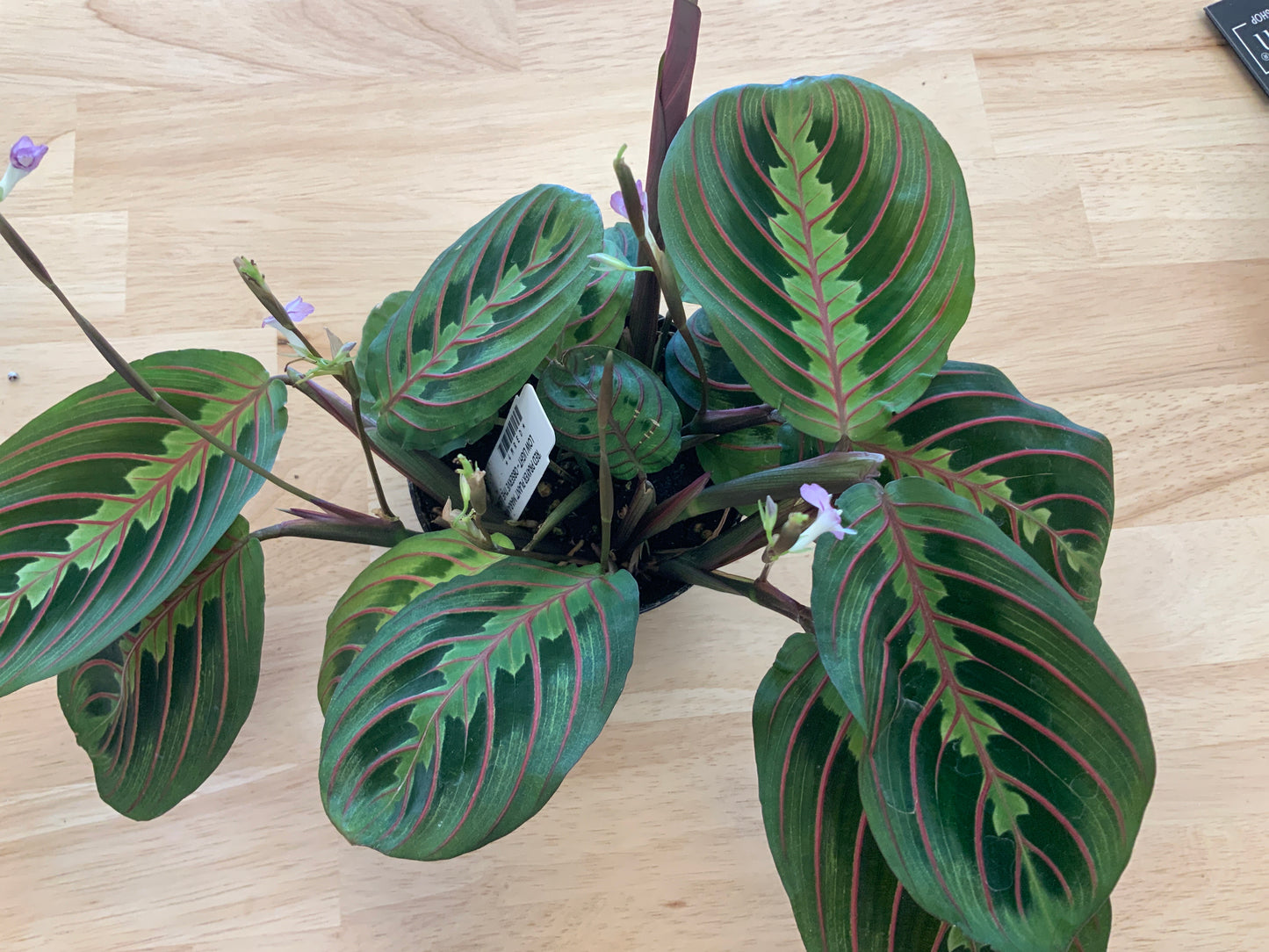 Potted House Plants | 4" Pot