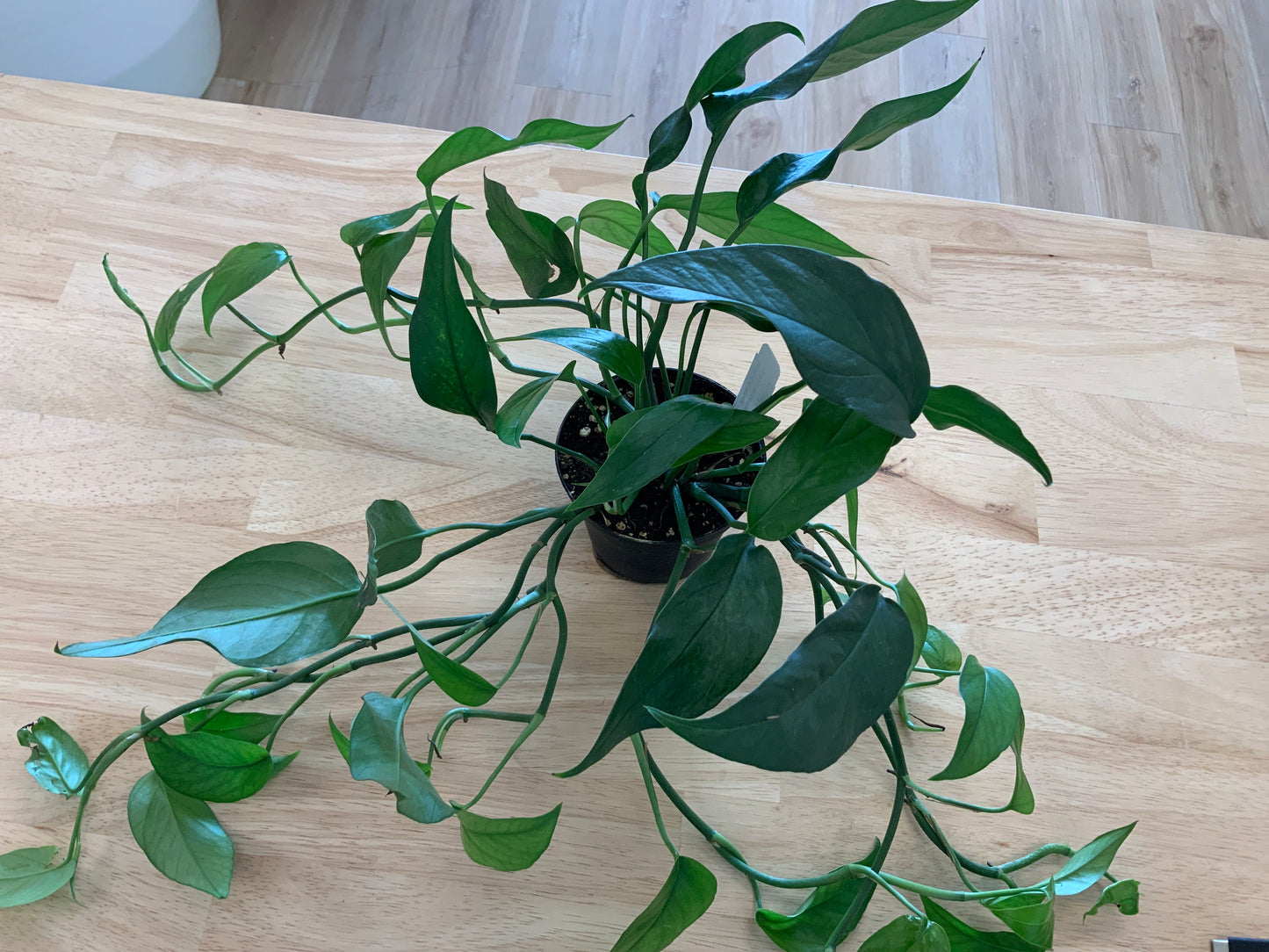 Potted House Plants | 4" Pot