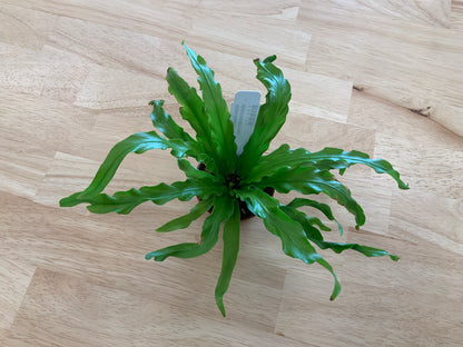 Potted House Plants | 2.5" Pot