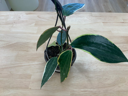 Hanging House Plants