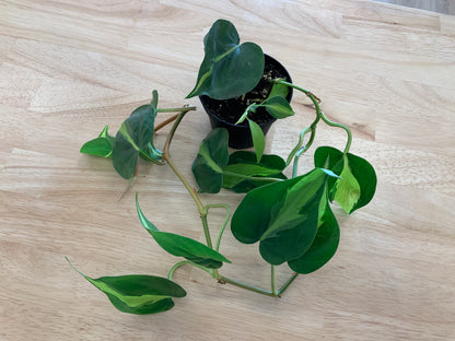 Potted House Plants | 4" Pot