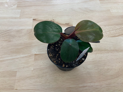 Potted House Plants | 4" Pot