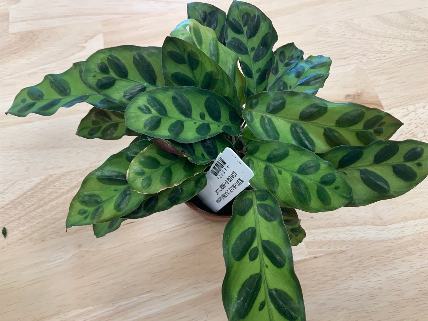 Potted House Plants | 2.5" Pot