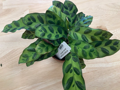Potted House Plants | 2.5" Pot