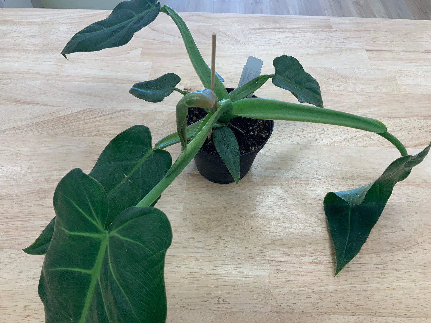 Potted House Plants | 4" Pot
