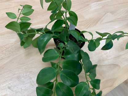 Potted House Plants | 4" Pot