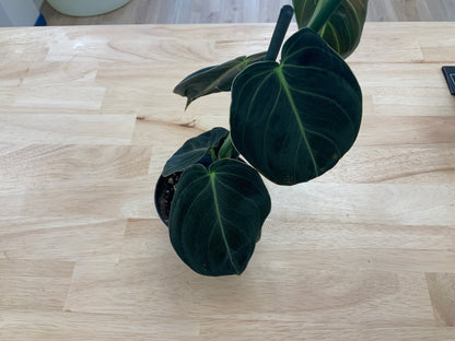 Potted House Plants | 4" Pot