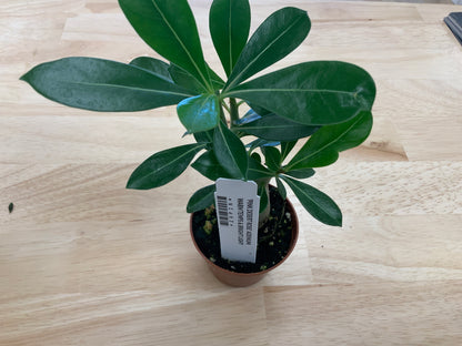 Potted House Plants | 2.5" Pot
