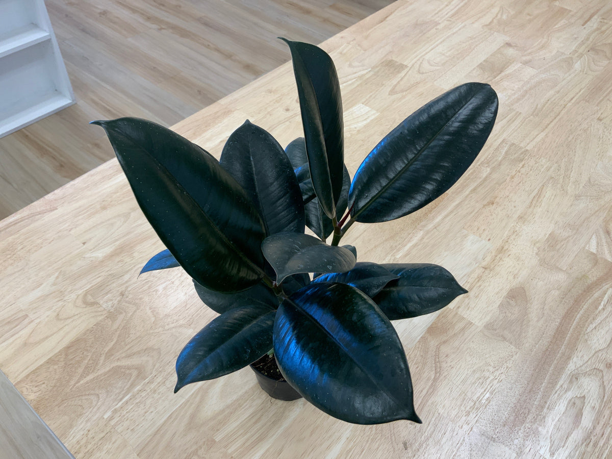 Potted House Plants | 4" Pot