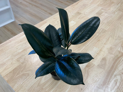Potted House Plants | 4" Pot