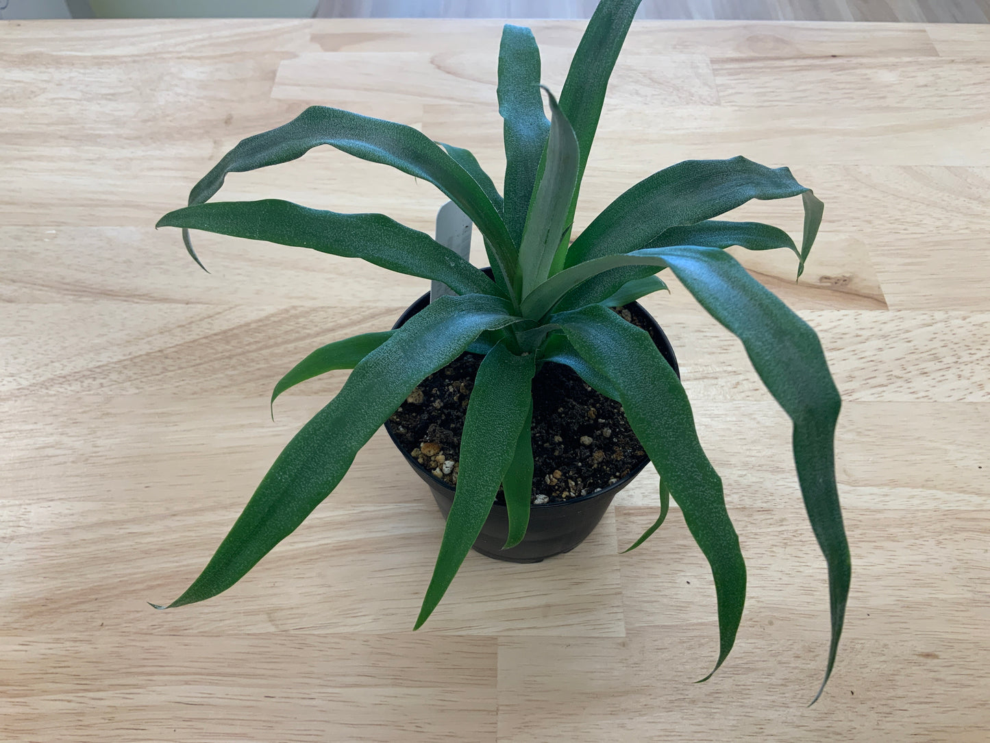 Potted House Plants | 4" Pot