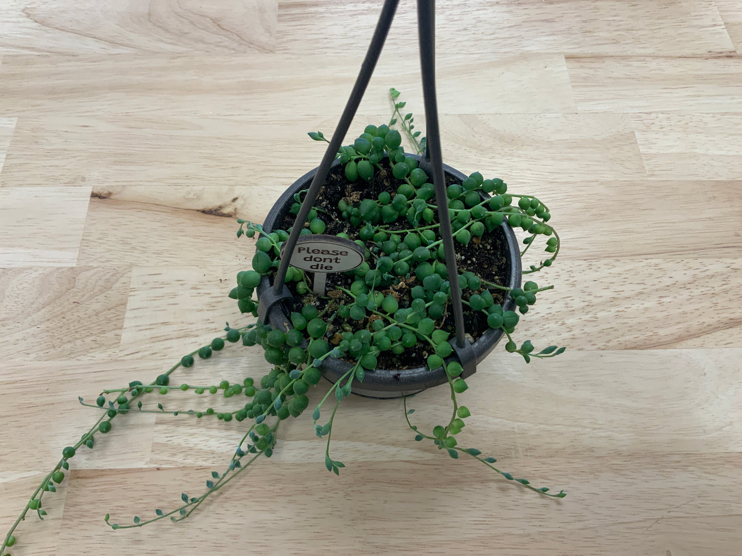 Hanging House Plants