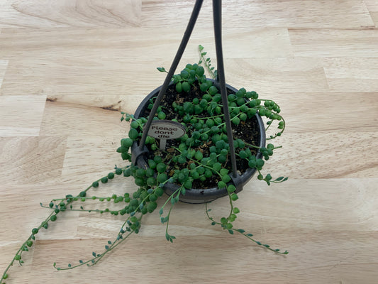 Hanging House Plants