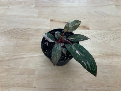 Potted House Plants | 4" Pot