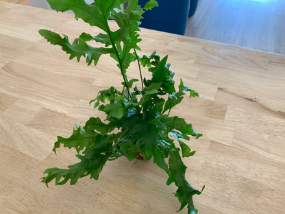 Potted House Plants | 2.5" Pot