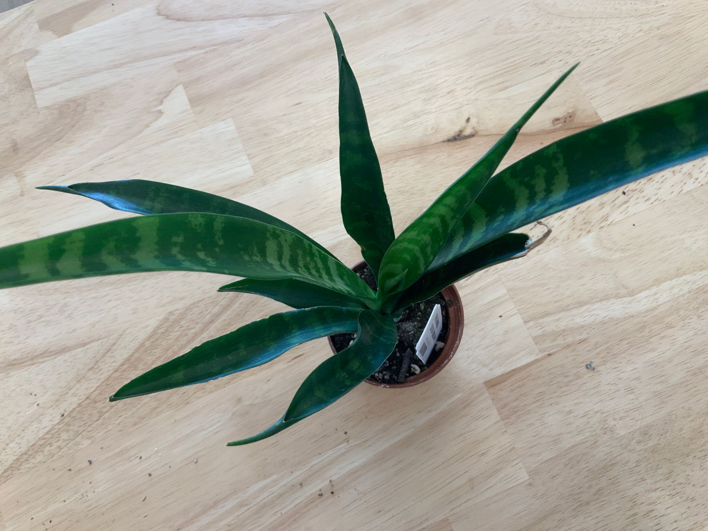 Potted House Plants | 2.5" Pot
