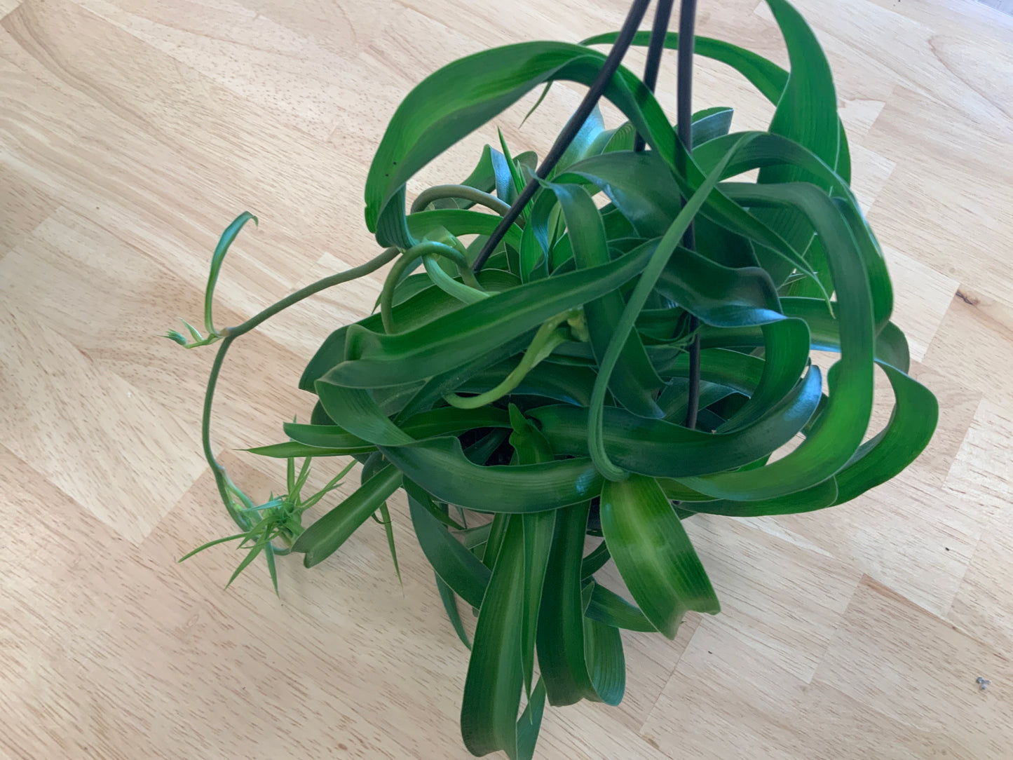 Hanging House Plants