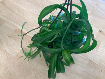 Hanging House Plants